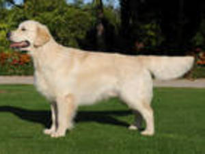 Shearstone Renegade (Reg)