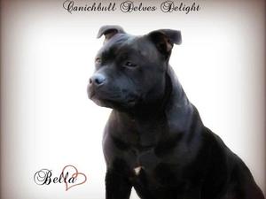 cannichbull delves delight aka bella