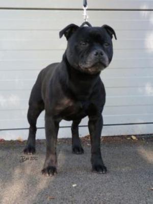 ir ch kacibull northern raider