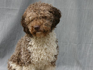 Rico's photo taken on return from his first Crufts
