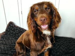 River Streamer Dale aka Ruby