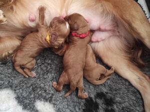 Embers 3 babies