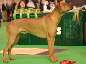 Colkeririn's Sunlight, RDCC Crufts 2015