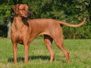 Seré at 2 years