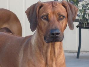 Am Ch. Hooz Denali Blue Sky - Keira Head Shot