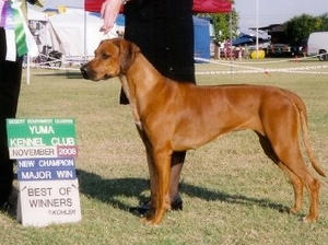 Am Ch. Hooz Denali Blue Sky - Keira