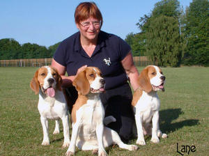 Swagger, Pippin and Diva - my 1st 3 beagles