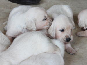 Puppies three and a half weeks old