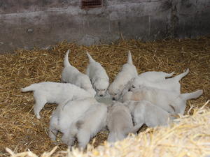 Puppies from this litter
