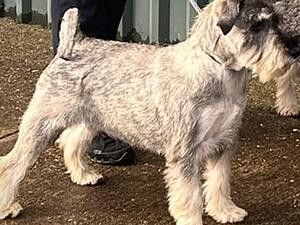 Minnienoom Zero To Sixty