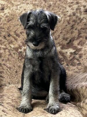 Minnienoom Schnauzers