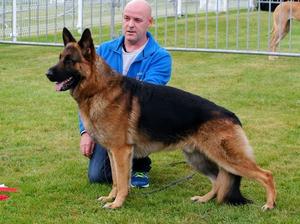 Open and Champ show winner 1CC Stud Book Number.