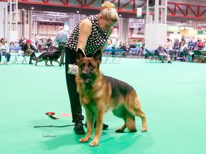 Orin Wins Yearling At Crufts 2022
