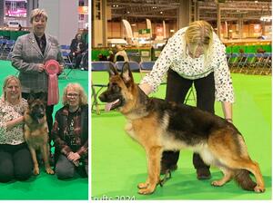 Happy Days - Winning At Crufts