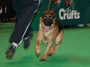 Blanik Georgios at Crufts