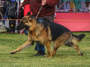 Go Loki Go - The puppy Gaiting