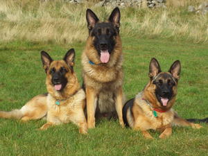 With Her Parents - Ziva and Nico