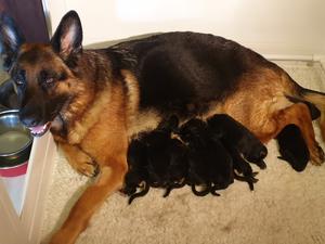 Sammi and pups