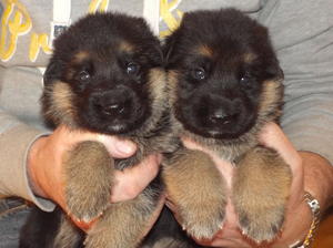 2 girls at 3 weeks old