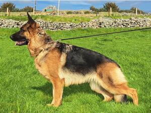 Siska - 3 years old