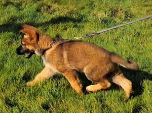 11 weeks