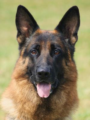 Nico - 4yrs old