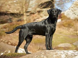 Buster (sire)