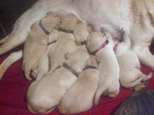 Puppies