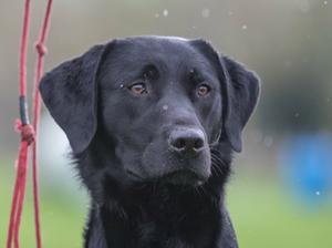Paddy at 10 months old