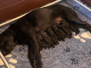 Puppies