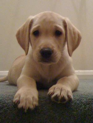 Previous litter dog pup