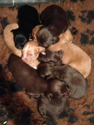 Pups