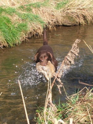 Dam of Litter