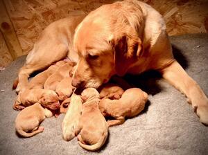 Dam with her pupies