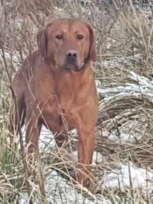 Sire of pups