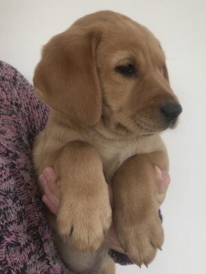 Pups at 8 weeks old