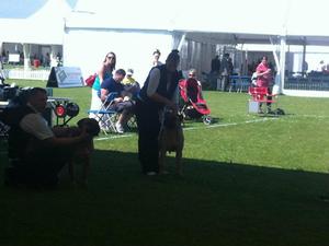 Harvy Moon wins BPIB at the Bath Champ Show