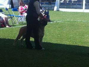 Ardhub Hot to Trot at Jadanelle placed Reserve