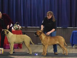 Hugo...Red dog in picture