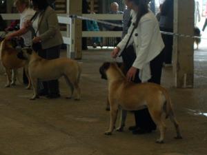 Braeaaron Tallulah at Jadanelle