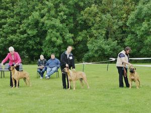 Jadanelle Harvy Moon - PD at The BBL Champ Show