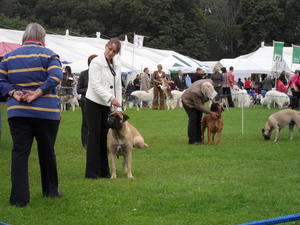 Braeaaron Tallulah at Jadanelle