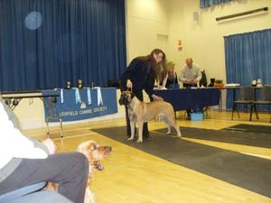 Braeaaron Tallulah at Jadanelle