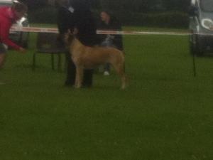 Ardhub Hot to Trot at Jadanelle