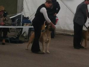 Midland Counties Championship Show