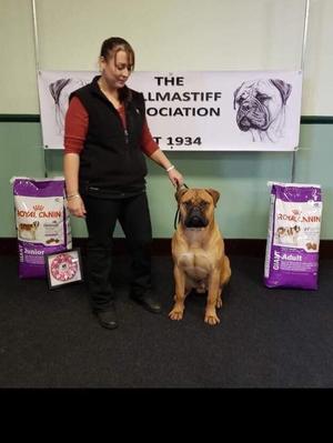 Bullmastiff Association Show