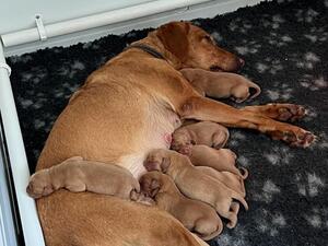 Puppies with mum