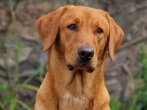 Rupert