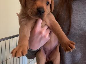 One of Maya and Harry's beautiful pups