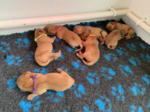 Lexi and Ted’s new litter